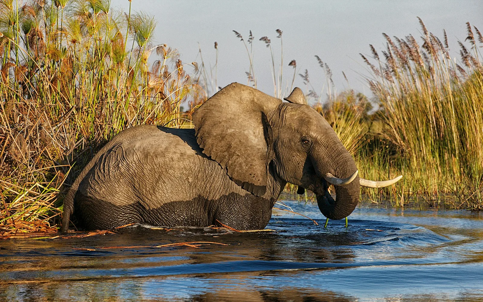 Elephant in Botswana's Okavango Delta